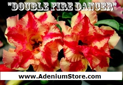 New Adenium \'Double Fire Dancer\' 5 Seeds